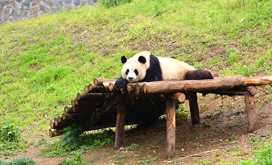 3 Days Dujiangyan Panda Tour