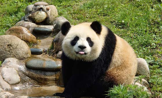 1 Day Dujiangyan Panda Holding Tour From Chengdu Giant - 