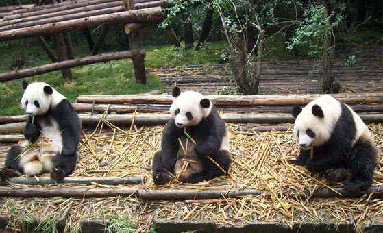 2 Day Chengdu to Wolong Panda Volunteer Tour