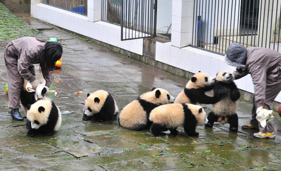 3 Day Giant Panda Volunteer and Panda Habitat Exploration Tour